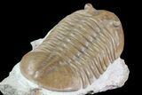 Asaphus Lepidurus Trilobite - Hypostome Exposted #73501-6